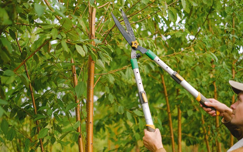 Tree trimming in Blue Hill, NE