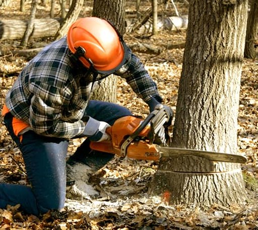 Tree Removal in Blue Hill, NE
